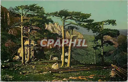 Cartes postales moderne Bavella (Corse) les Pins