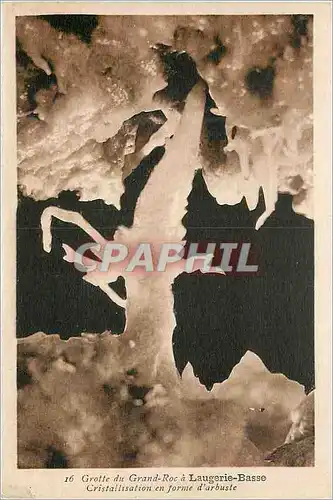 Cartes postales Grotte du Grand Roc a Laugerie Basse Cristallisation en Forme d'Arbuste