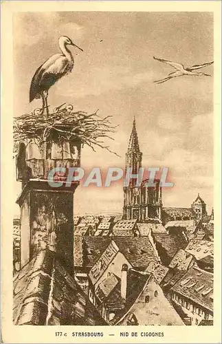 Cartes postales Strasbourg Nid de Cigognes