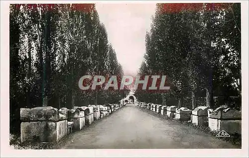 Cartes postales moderne Arles Les Aliscamps Allee des Tombeaux