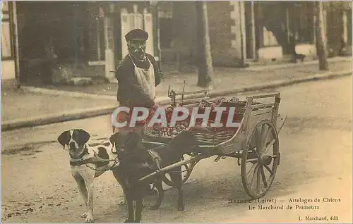 REPRO Loiret Attelages de Chiens Le Marchand de Primeurs Briare