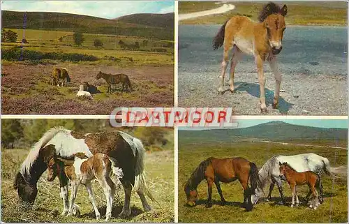 Cartes postales moderne Dartmoor Chevaux Poney