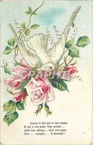 Cartes postales Colombe