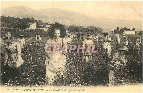 REPRO 7 sur la cote d azur la cueillette du jasmin