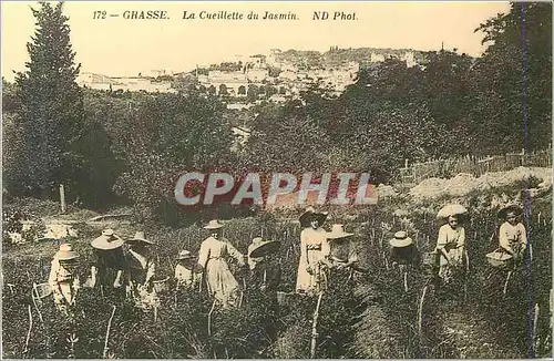 REPRO 172 grasse la cueillette du jasmin