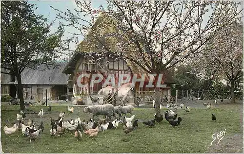 Cartes postales moderne La normandie reunion matinale Moutons Cheval Poules