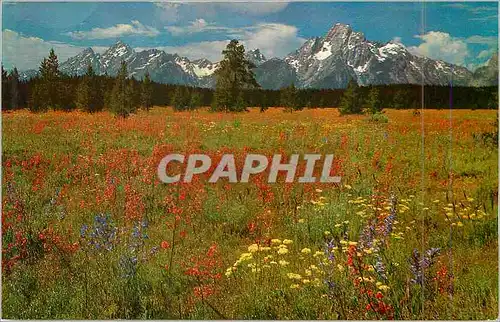 Cartes postales moderne Grand teton national park wyoming