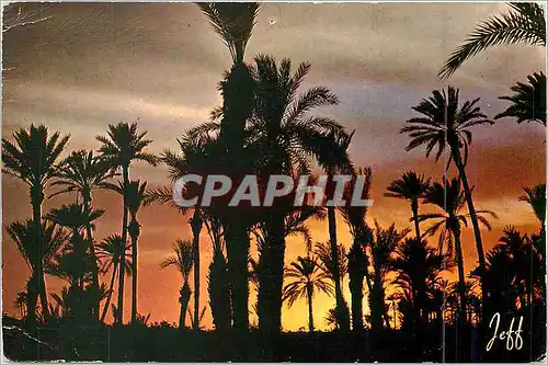 Cartes postales moderne Pittoresque Afrique du Nord Coucher de Soleil sur la Palmeraie