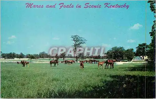 Cartes postales moderne Mares and Foals In Beautiful Kentucky