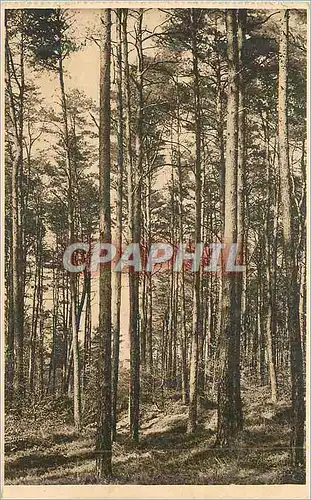 Cartes postales Fortet d'Andaine (3985 Hectares)