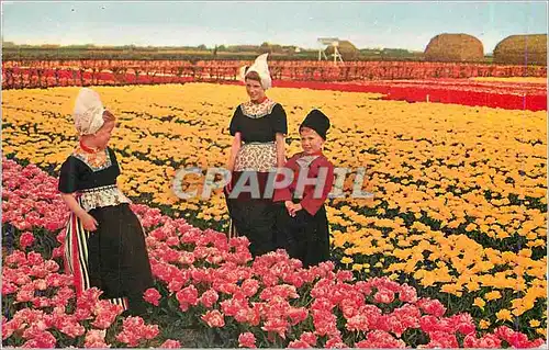 Moderne Karte Holland Champs de tulipes Tulpenfelder