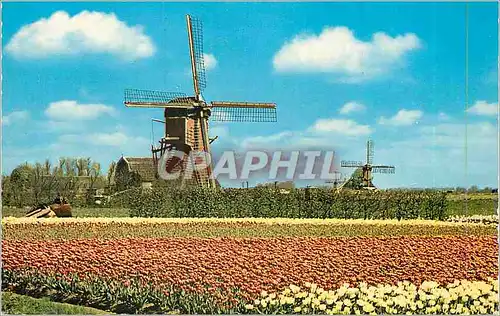 Cartes postales moderne Holland Bloemenland Motenland