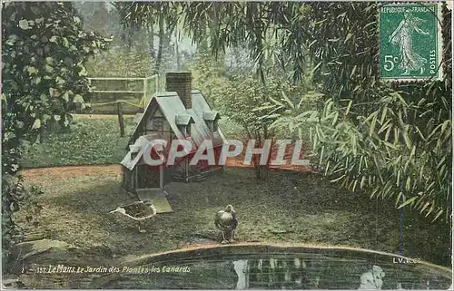 Cartes postales Le Mans Le Jardin Des Plantes les Canards