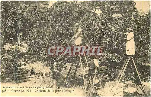 REPRO Grasse (A M) Ceuillette de la Fleur d'Oranger