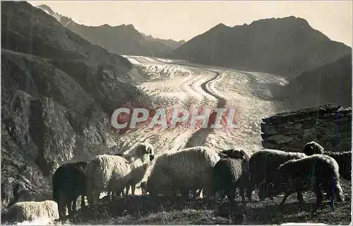 Cartes postales moderne Belaln Moutons