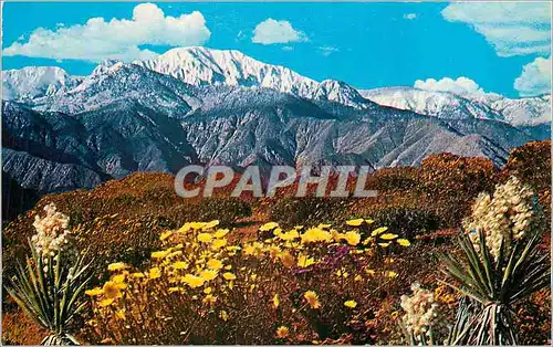 Cartes postales moderne Springtime on the Desert The Spanish Bayonet Encelia Joshua