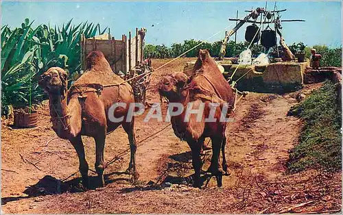 Cartes postales moderne Tunis Chameaux