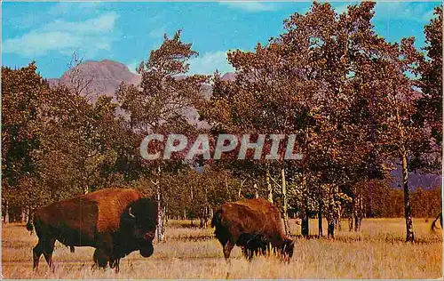 Cartes postales moderne Majestic Buffalo