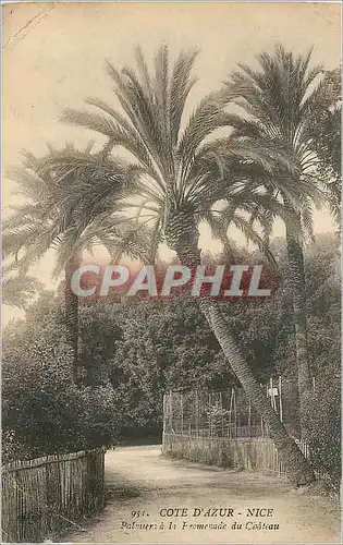 Cartes postales Cote d'Azur Nice Palmier a la Promenade du Chateau