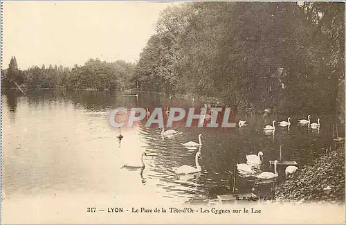 Ansichtskarte AK Lyon Le Parc de la Tete D'Or Les Cygnes sur le Lac