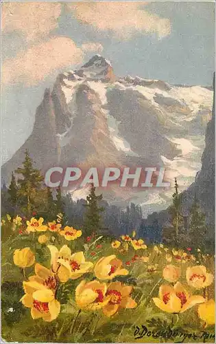 Cartes postales Anemone Alpina Berganemonen