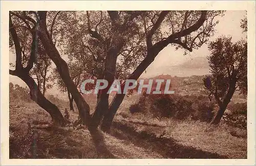 Cartes postales Cote d'Azur Cannes Vue a Travers les Oliviers