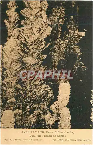 Ansichtskarte AK Aven Armand Cause Mejean (Lozere) Detail des Feuilles de Cypres