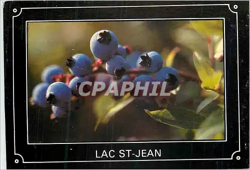 Cartes postales moderne Le Bleuet Lac St Jean Quebec