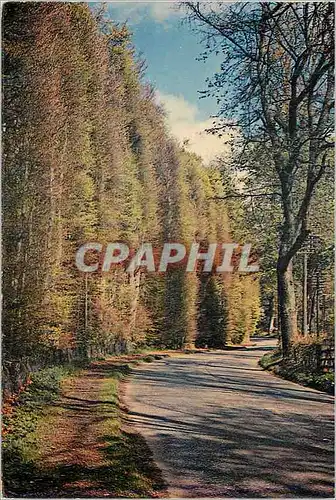 Cartes postales moderne The Beech Hedge Meikleour near Blairgowrie Perthshire Scotland