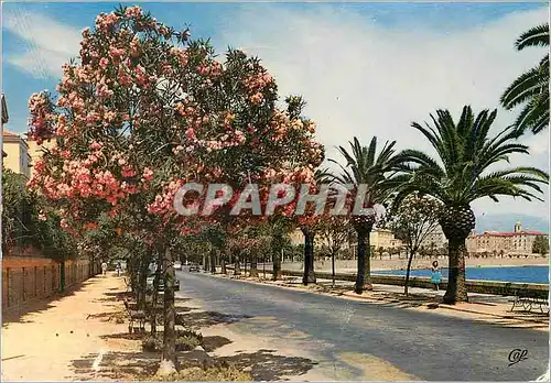 Cartes postales moderne Ajaccio Le Boulevard Albert Ier