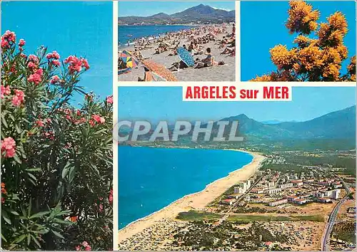 Cartes postales moderne Argeles sur mer La Plage Vue Panoramique