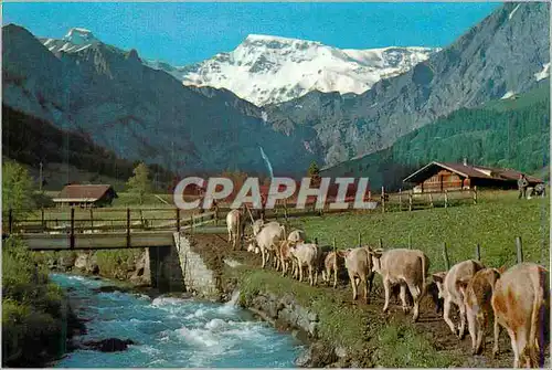 Cartes postales moderne Alpaufzug im Berner Oberland