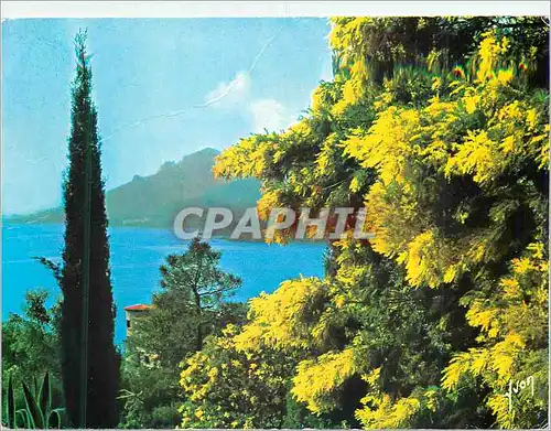 Moderne Karte Couleurs et Lumiere de France La Cote d'Azur Les Mimosas en Fleur