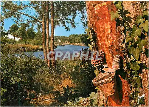 Cartes postales moderne Couleurs et Lumiere de France Dans les Landes Au Bord d'un Courant