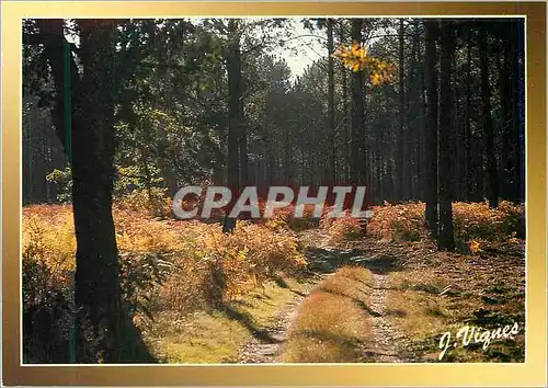 Moderne Karte Visages des Landes Contre Jour en Foret