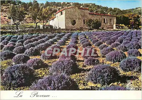 Moderne Karte Champ de Lavande Images de Provence