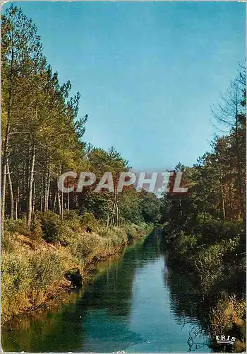 Cartes postales moderne les Landes le Courant dans les Pins