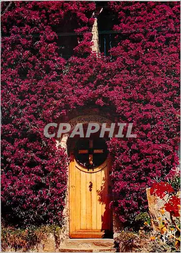 Cartes postales moderne La Cote d Azur miracle de la nature Les Bougainvillees en fleurs