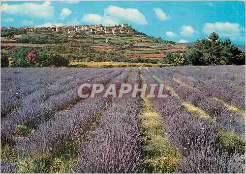 Cartes postales moderne La Provence et ses champs de Lavande