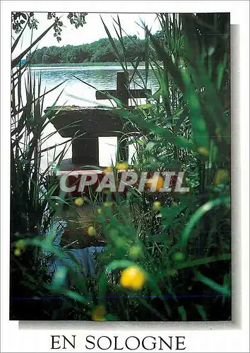Cartes postales moderne En Sologne Au bord de l etang
