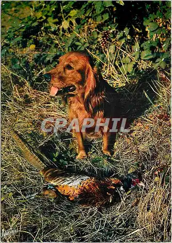 Moderne Karte En Sologne Il attend sa recompense Chien Perdrix Chasse