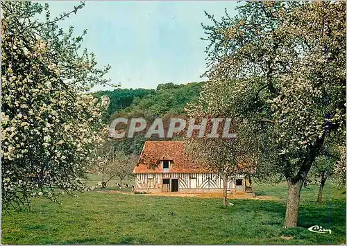 Cartes postales moderne Ma Normandie Pommiers en fleurs