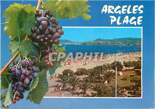 Cartes postales moderne Argeles sur Mer La plage au loin les Alberes