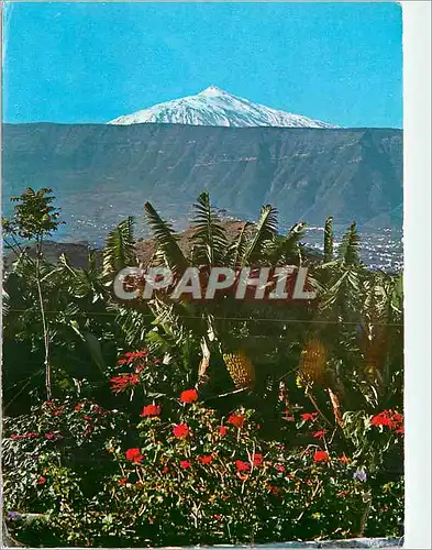 Cartes postales moderne Tenerife Plantage de Bananas et Raide au fond