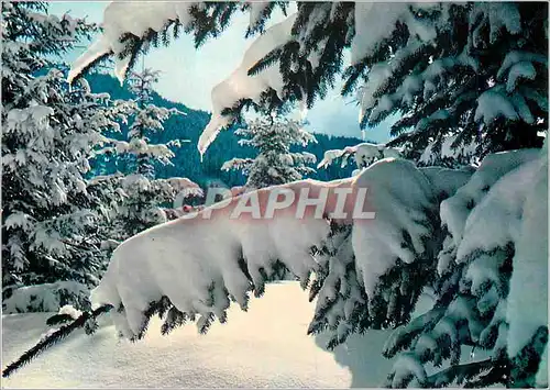 Cartes postales moderne Neige et Soleil Contre jour