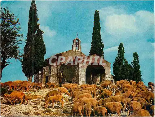 Cartes postales moderne Au soleil du Midi Symphonie Pastoraie