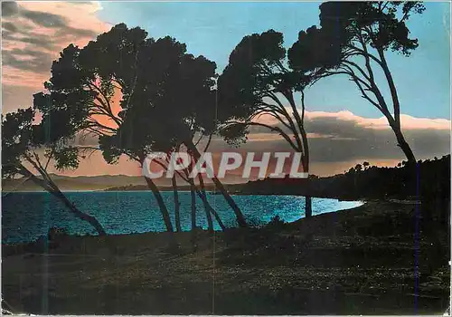 Cartes postales moderne Cote d Azur Coucher de soleil a travers les pins parasols