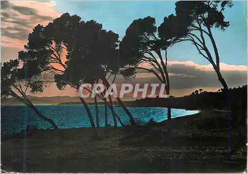 Moderne Karte Cote d Azur Coucher de soleil a travers les pins parasols