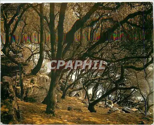 Cartes postales moderne Ile de Noirmoutier Vendee Le Bois de la Chaize