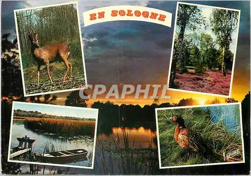 Cartes postales moderne En Sologne Paysages et faune